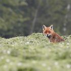 Fuchs auf Jagd