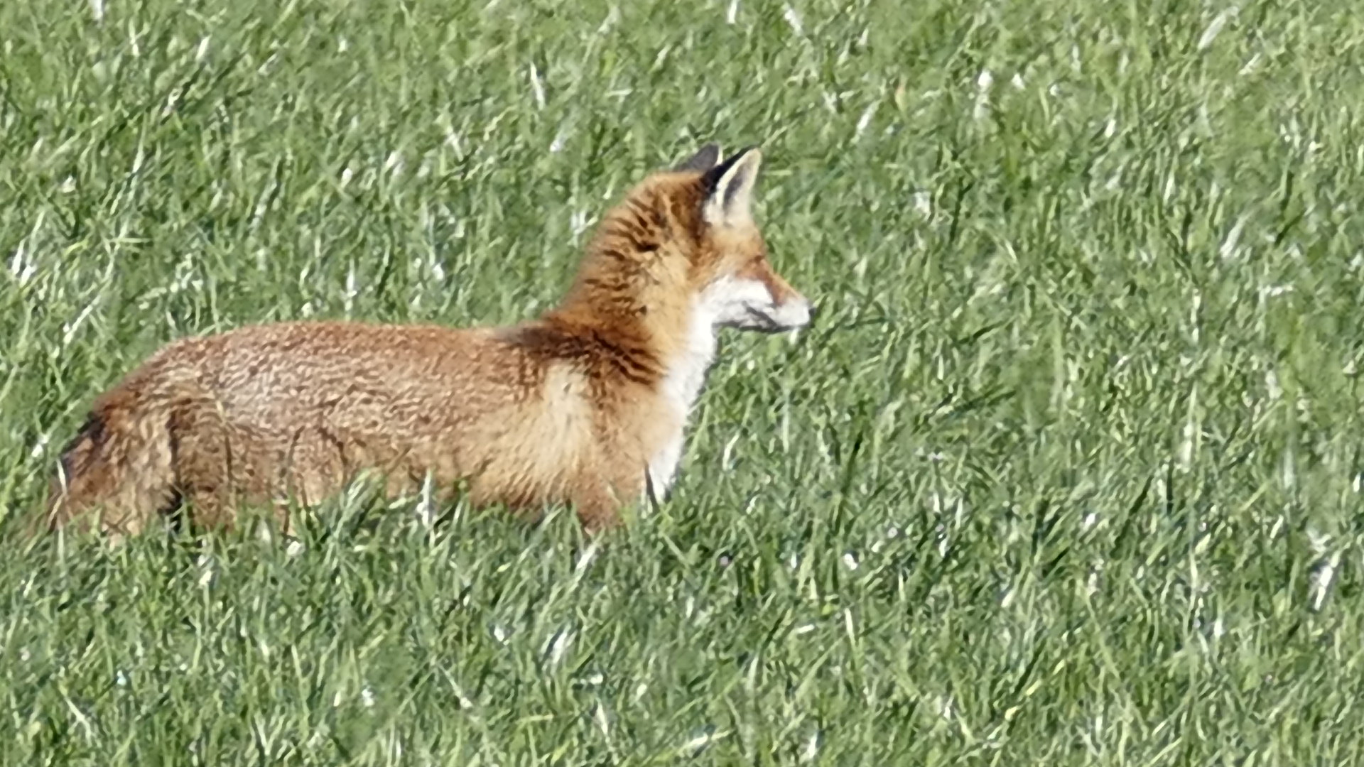 Fuchs auf Jagd