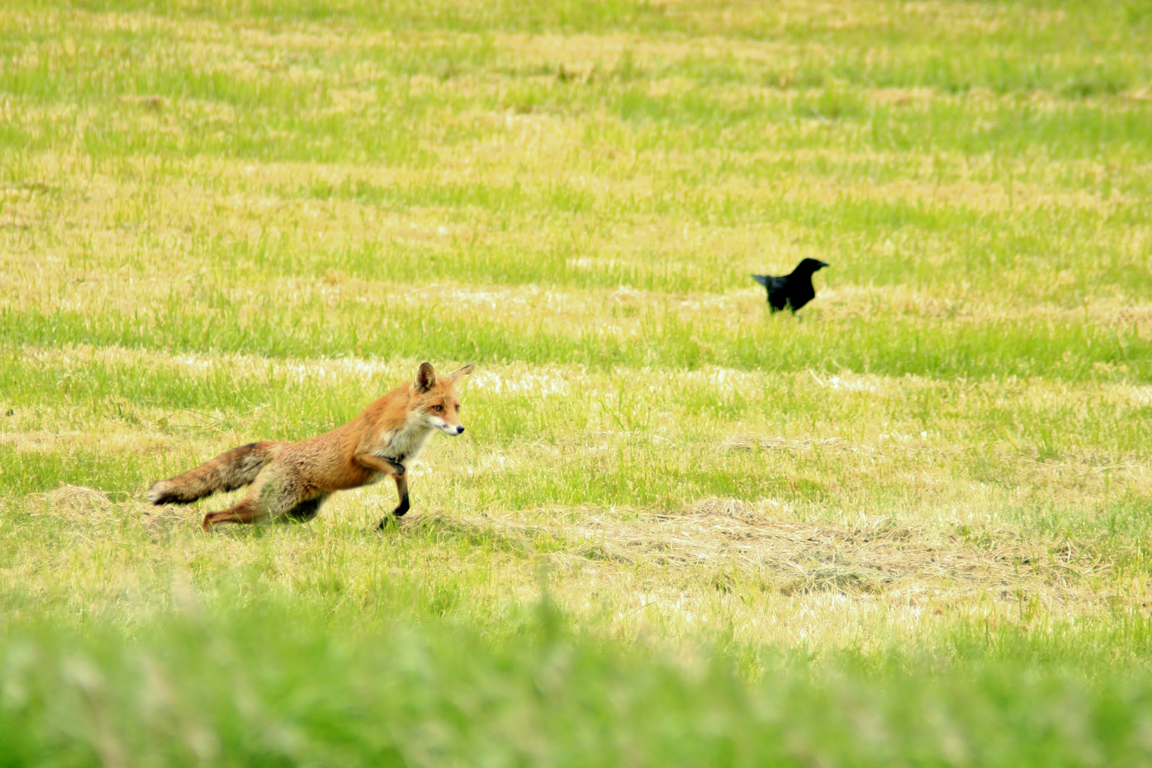 Fuchs auf Jagd