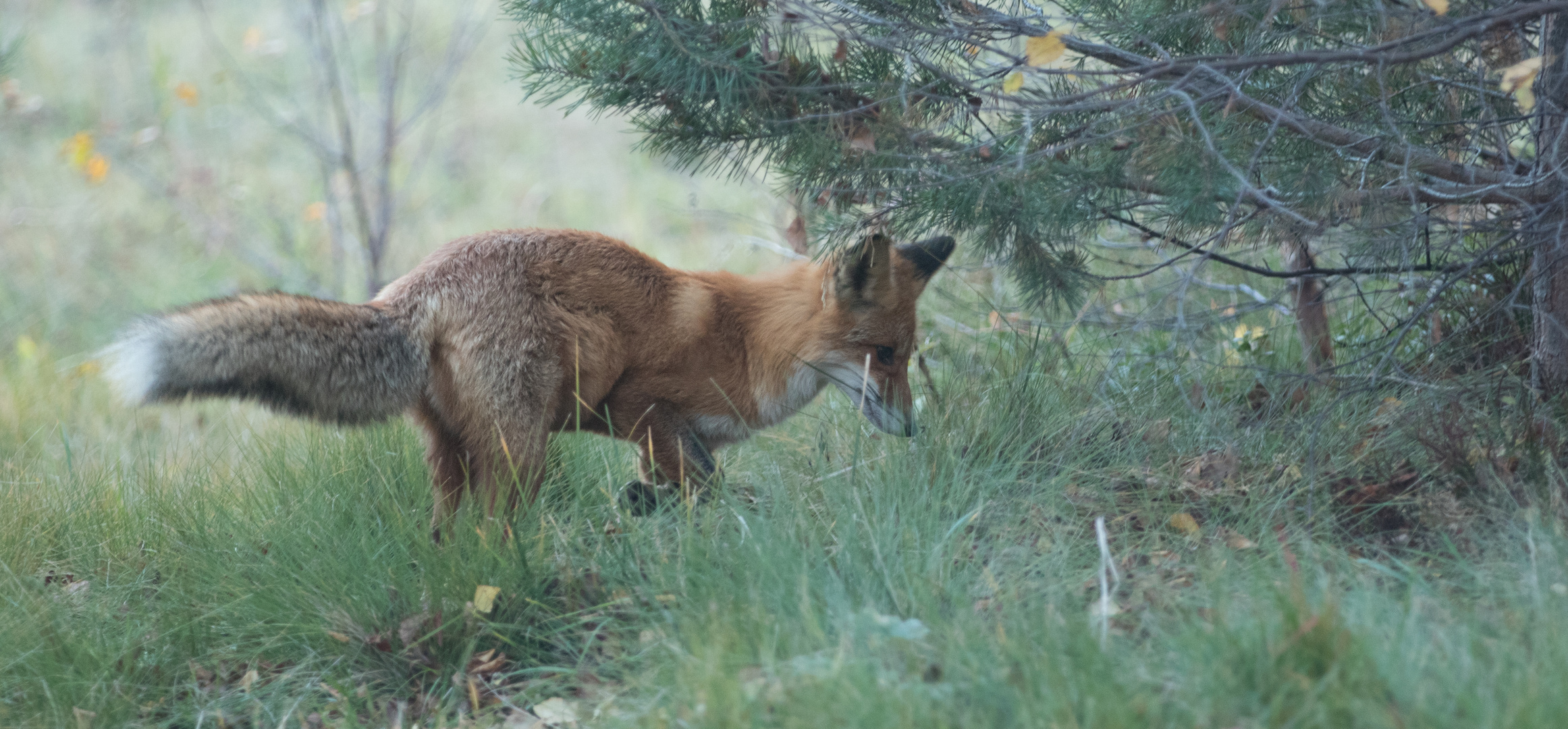 Fuchs auf Mäusejagd