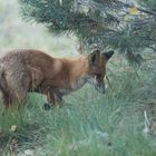 Fuchs auf Mäusejagd