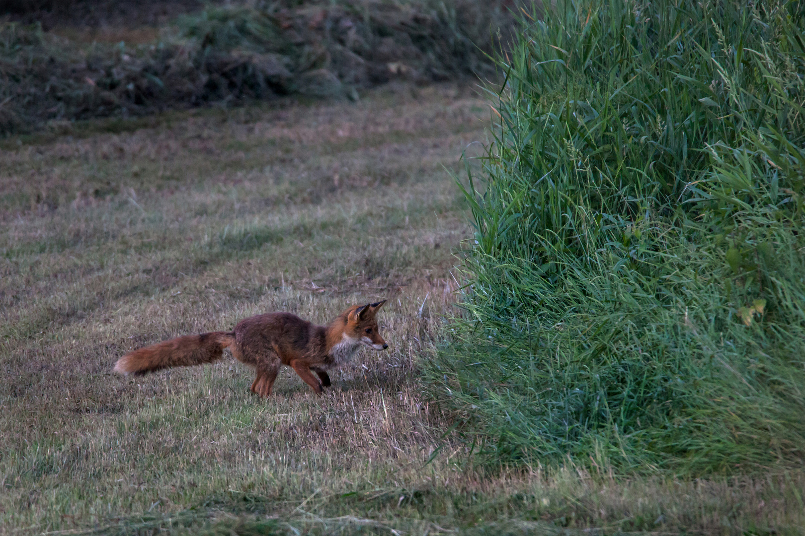 Fuchs auf Mäusejagd