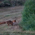 Fuchs auf Mäusejagd