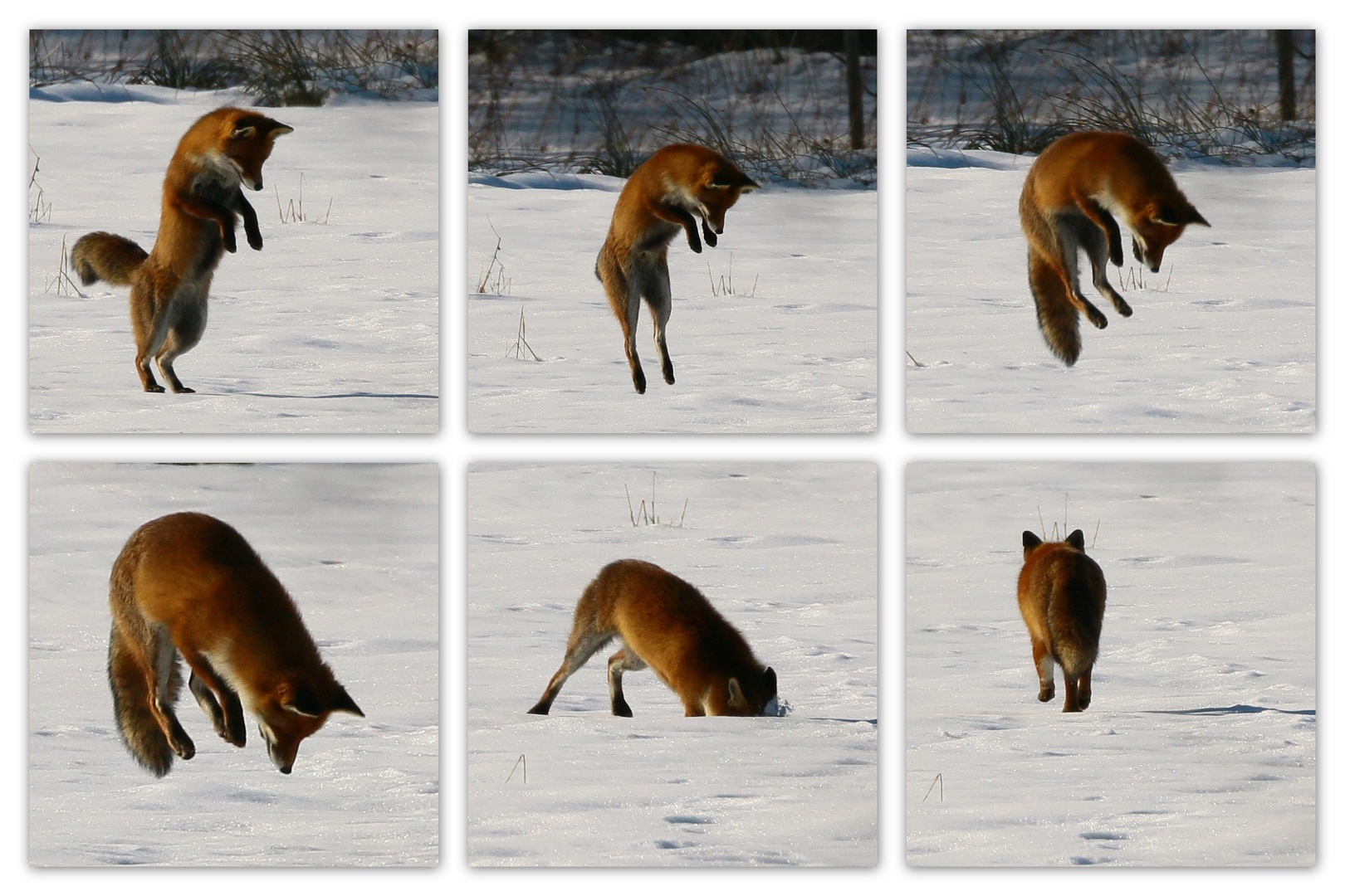 Fuchs auf Mäusejagd - Erfolg?