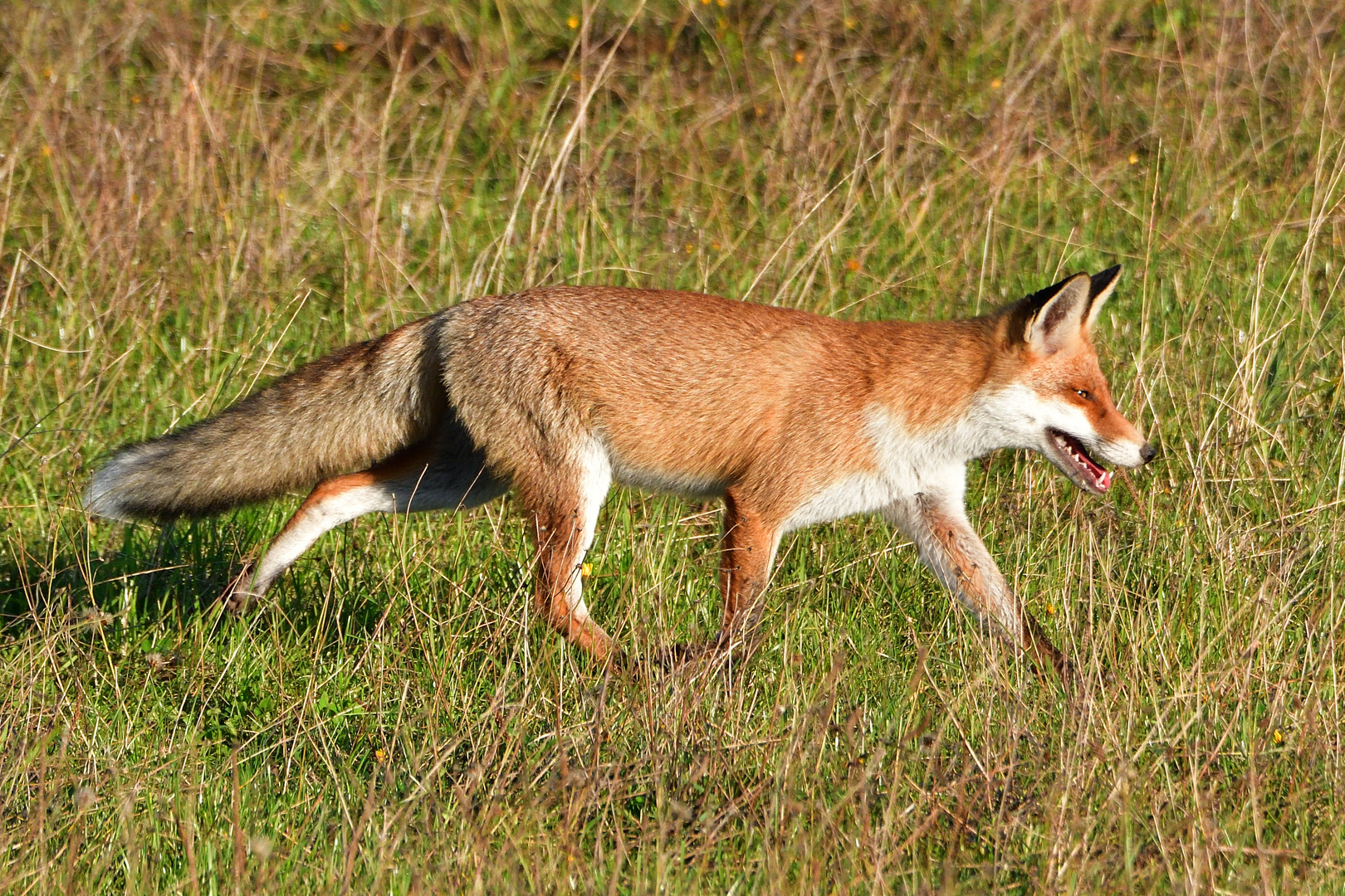 Fuchs auf Nahrungssuche 