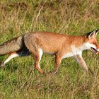 Fuchs auf Nahrungssuche 