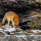 Fuchs auf Nahrungssuche