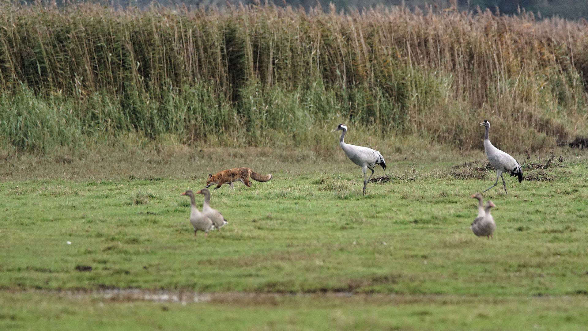 Fuchs auf Nahrungssuche