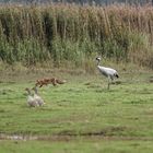 Fuchs auf Nahrungssuche