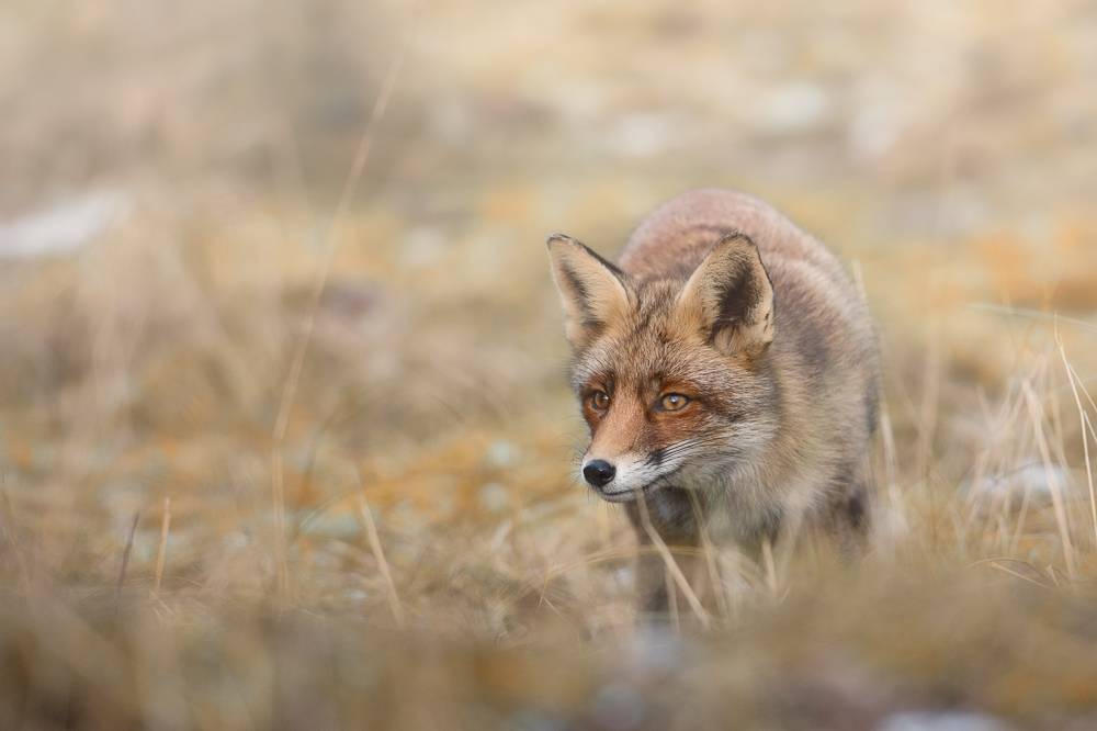 Fuchs auf Pirsch