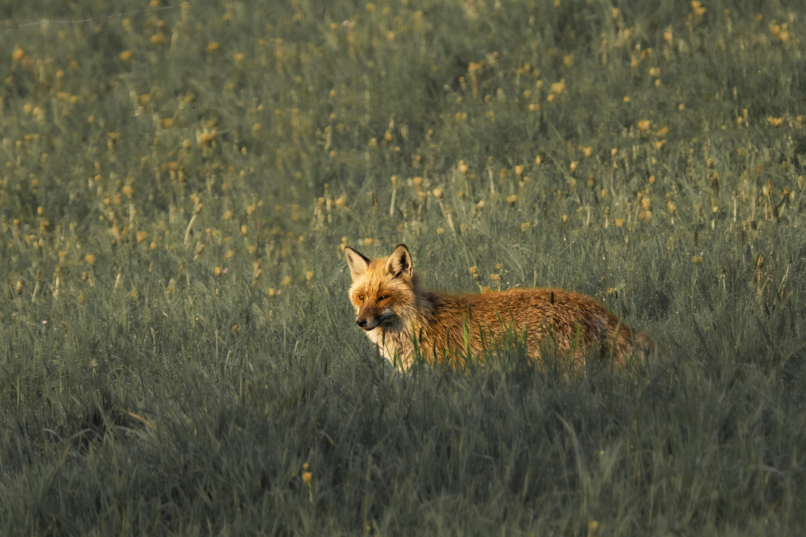 Fuchs auf Pirsch-2869