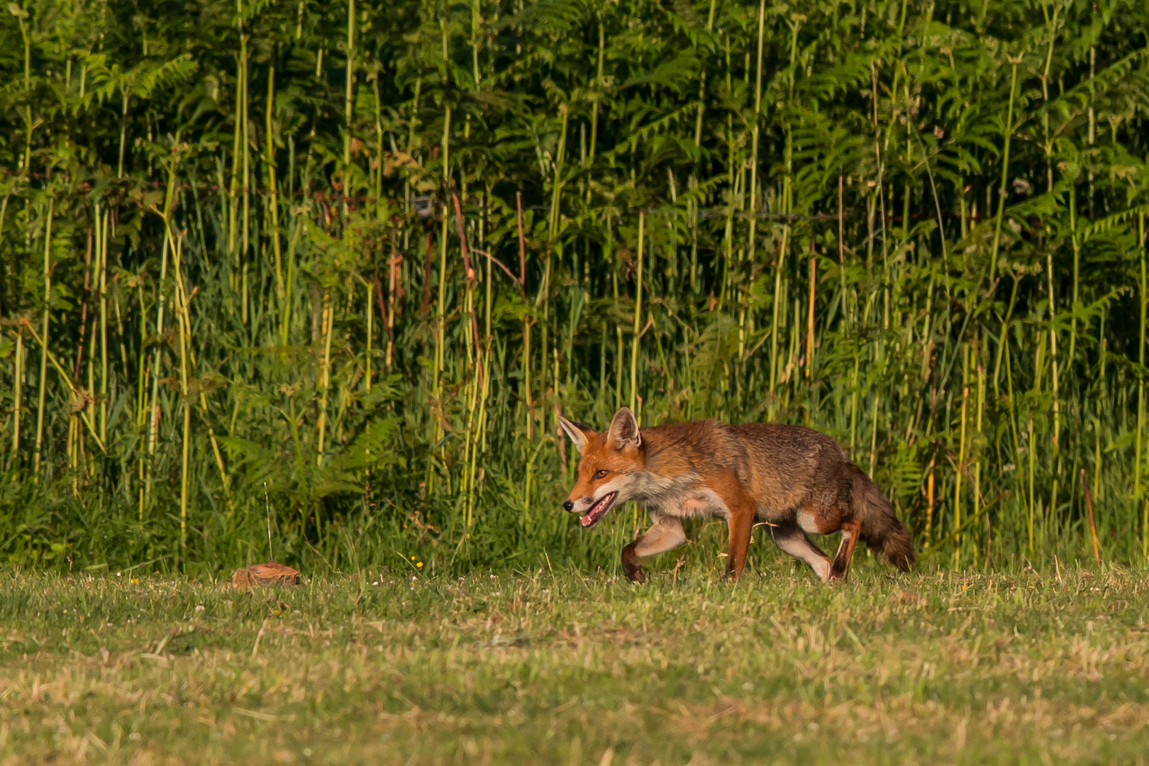 Fuchs auf Pirsch