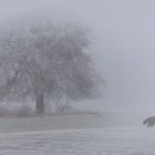 Fuchs auf Raureif