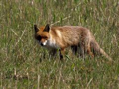 Fuchs auf Rügen