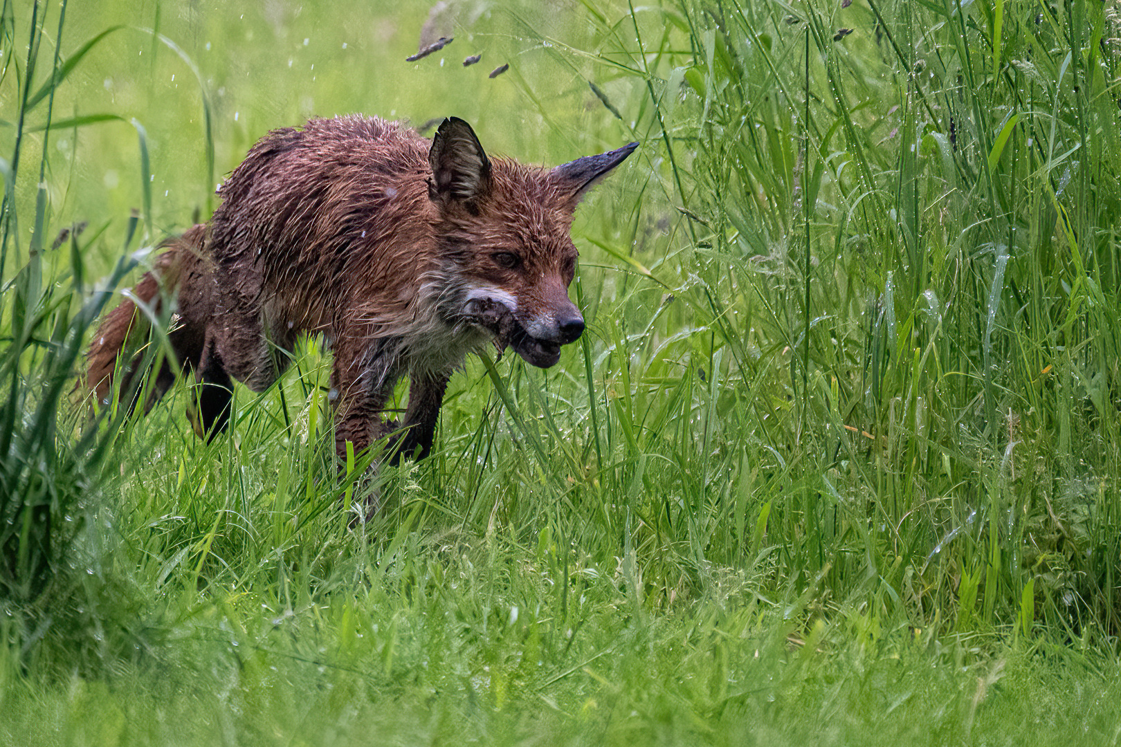 Fuchs auf Schleichfahrt