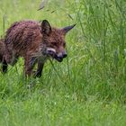 Fuchs auf Schleichfahrt