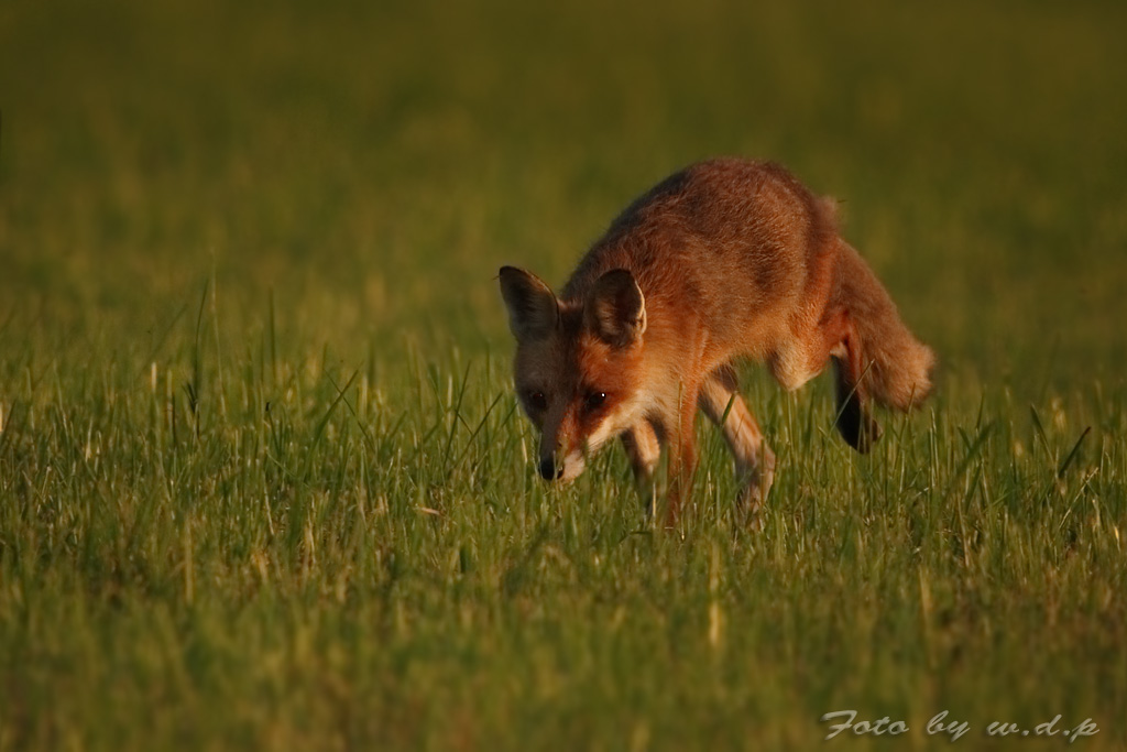 Fuchs auf Schleichgang