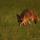 Fuchs auf Schleichgang