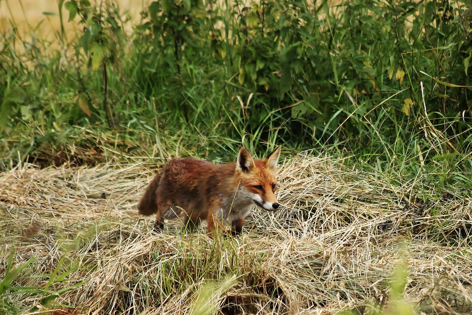 Fuchs auf Streife