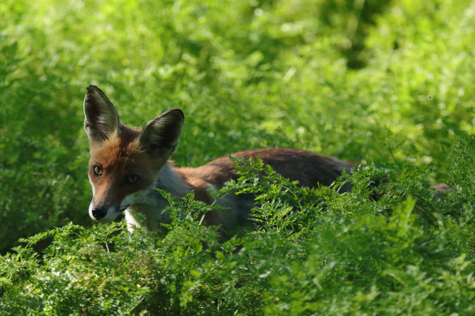 Fuchs auf Streifzug