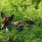 Fuchs auf Streifzug