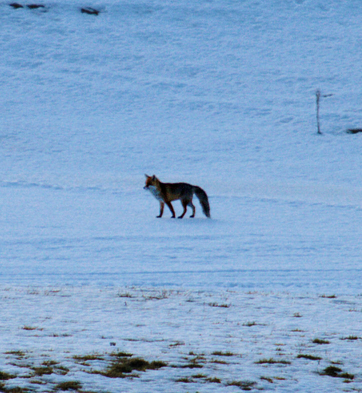 Fuchs auf Zugerberg