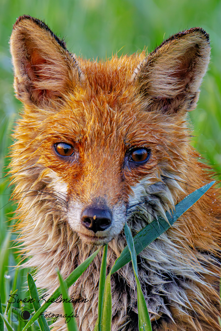 Fuchs Auge in Auge