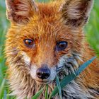 Fuchs Auge in Auge