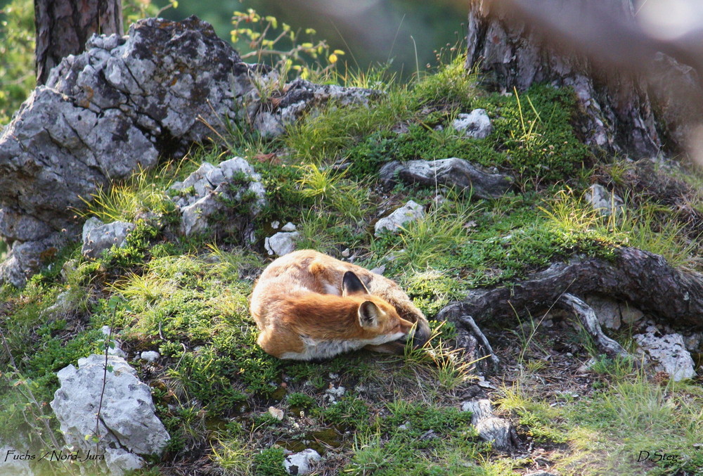 Fuchs aus dem Nord-Jura