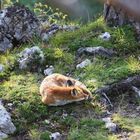 Fuchs aus dem Nord-Jura