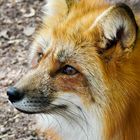 Fuchs