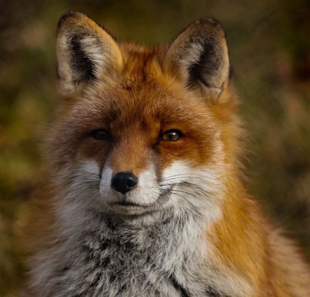 Fuchs Foto & Bild | tiere, wildlife, wildlife: sonstige tiere Bilder