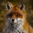 Fuchs