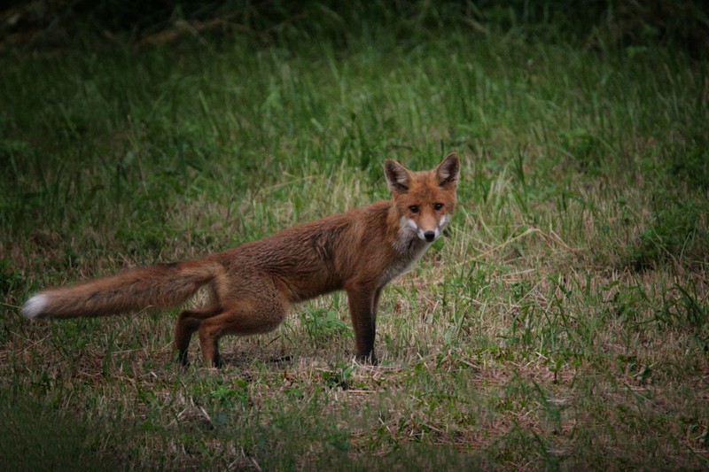 Fuchs bearb.