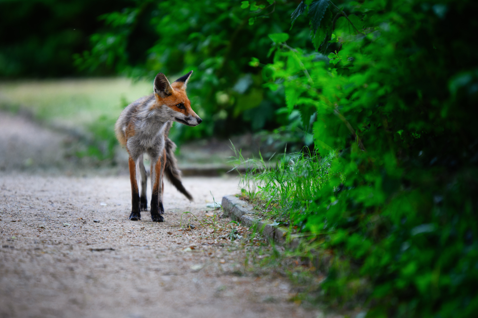 Fuchs-Begegnung in der Abenddämmerung...