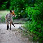 Fuchs-Begegnung in der Abenddämmerung...