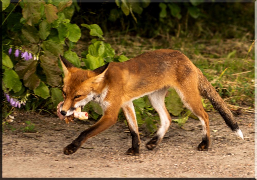 Fuchs bei Beutefang erwischt