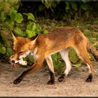 Fuchs bei Beutefang erwischt