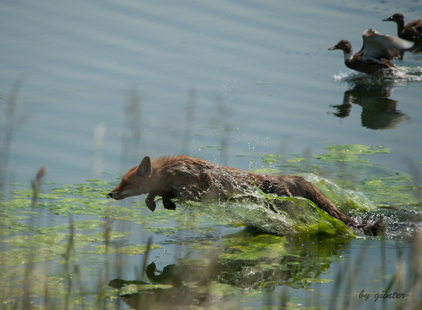 Fuchs bei der Entenjagt