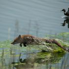 Fuchs bei der Entenjagt