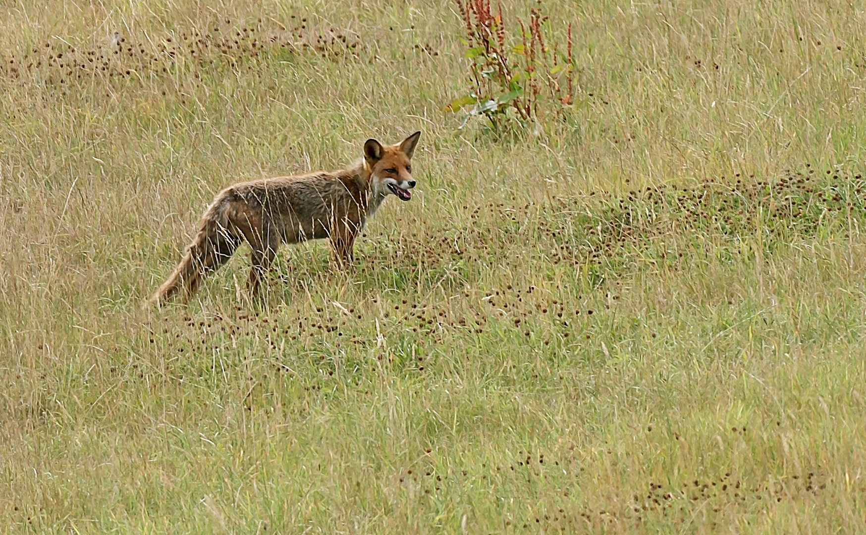 Fuchs bei der Futtersuche