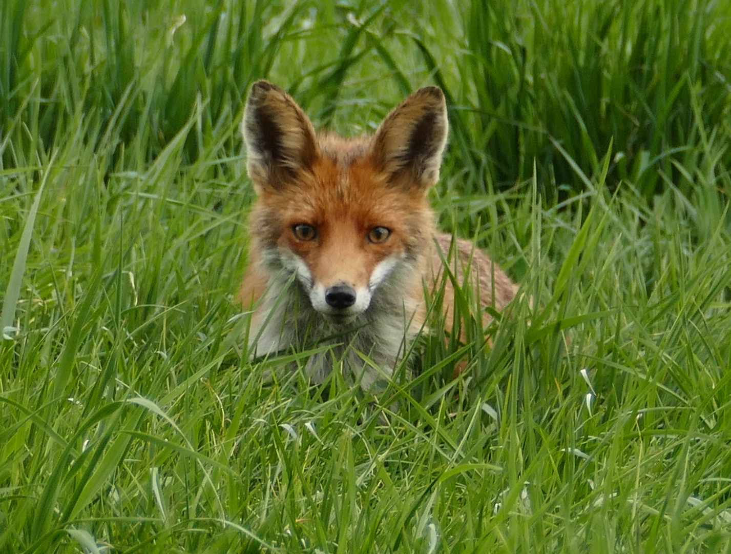 Fuchs bei der Futtersuche 