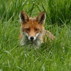 Fuchs bei der Futtersuche 