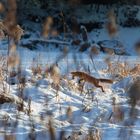 Fuchs bei der Jagd