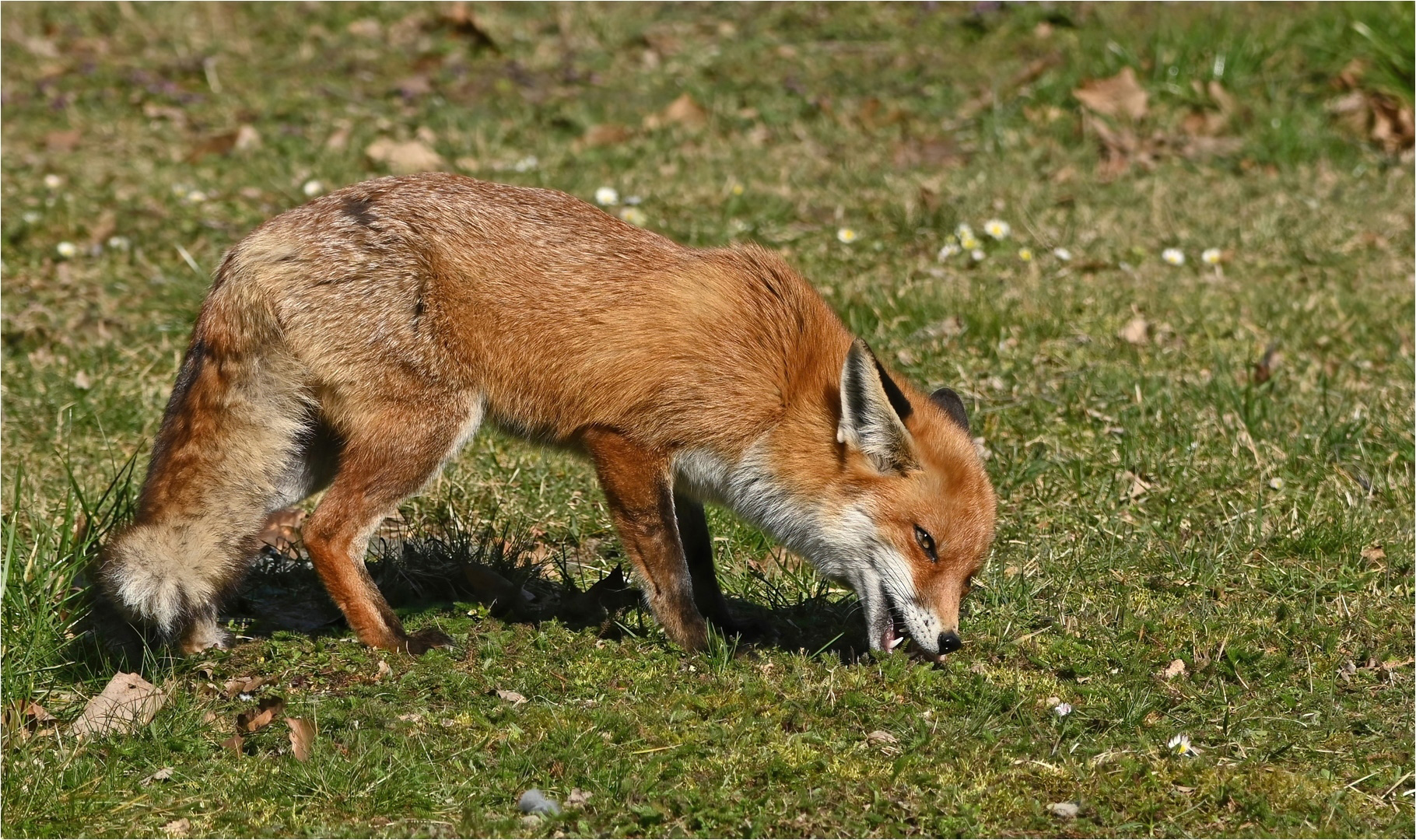 Fuchs bei der Mahlzeit