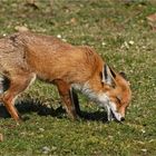 Fuchs bei der Mahlzeit