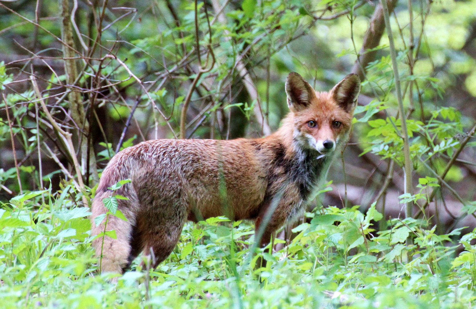 Fuchs bei Gupf