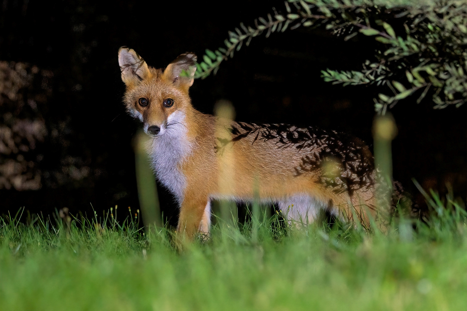 Fuchs bei Nacht