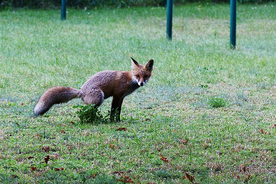 Fuchs bei uns auf dem Hof ...mitten in der Innenstadt