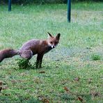 Fuchs bei uns auf dem Hof ...mitten in der Innenstadt